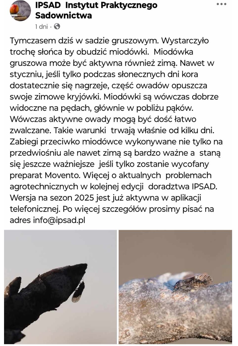 miodowka ipsad